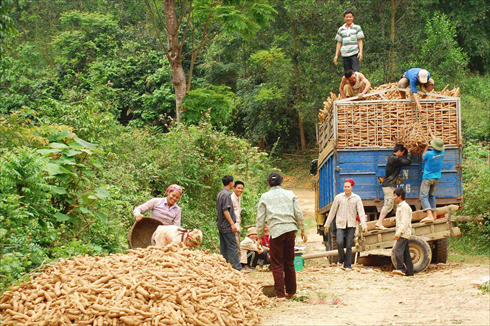 Check cut the cassava export to China ...