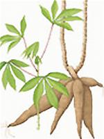 Poisoning cassava (tapioca) deadly