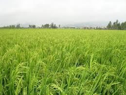 Institute Mekong Delta rice producing new varieties dozens