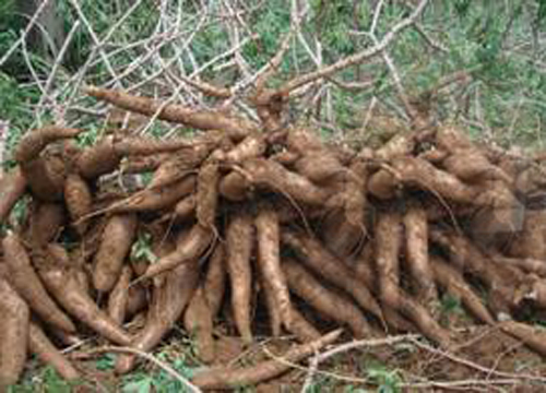 Tapioca 