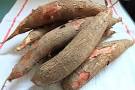 Fresh cassava prices rose sharply