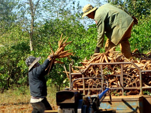  Dak Nong Province has about 22,000 hectares of cassava, fluctuates depending on service years