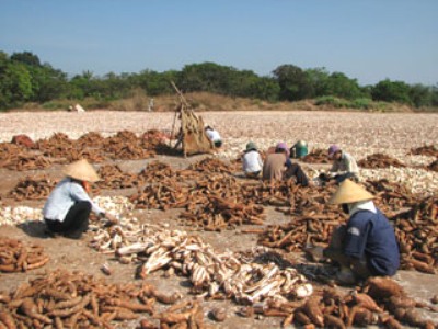 Why quality products of Vietnam Tapioca inadequate forever?