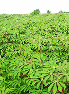 Exports of cassava, rubber to China fell sharply