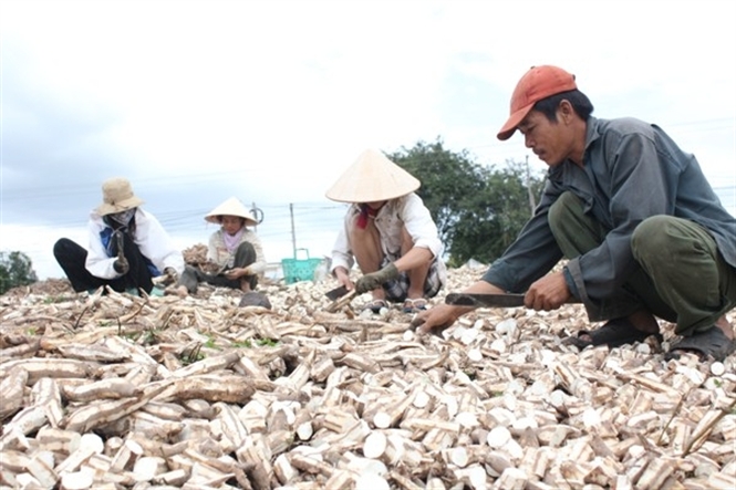 Dak Lak : cassava set a new record price of 4,000 VND / kg
