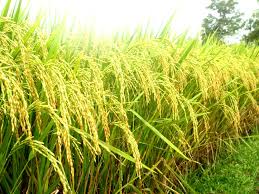 New Rice for Quang Tri
