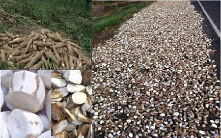 Cassava pulp exposure in airport ...