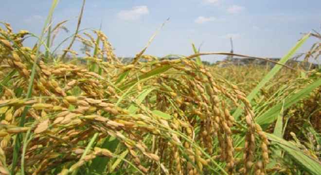 Glutinous rice price only 3,700 VND / kg
