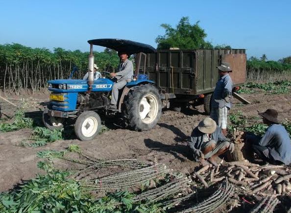 Focus on developing a cassava staple crops