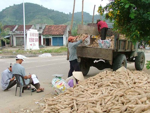 Cassava enterprise business calls for tax heaven
