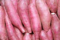 Japanese sweet potato cultivation techniques