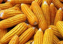 Prospects from corn on upland SB 099 Yen Bai