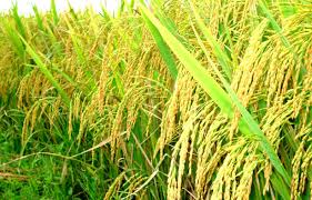Rice exports were difficult in the first quarter of this year