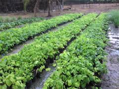Cassava