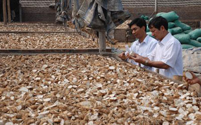 Strengthening phytosanitary export cassava