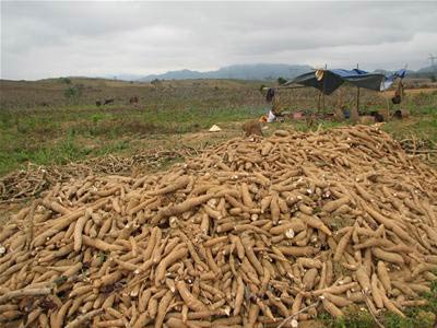 Cambodia's tapioca exports fell 56 % in early 2013