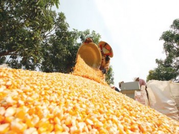By the time the corn !