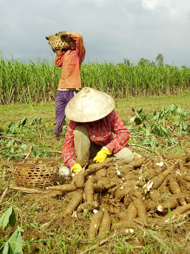 1001 way of doing business : Growing Tapioca