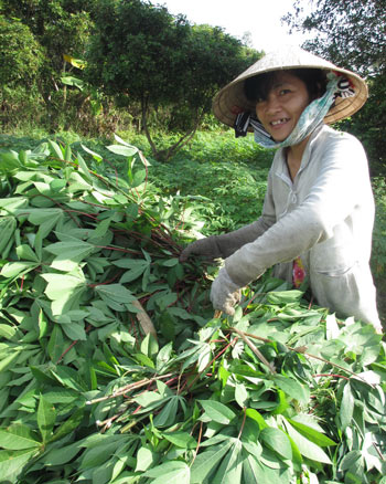 Tapioca leaf are also 