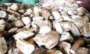 Vietnamese cassava chips export to South KoreaVietnamese cassava chips export to South Korea