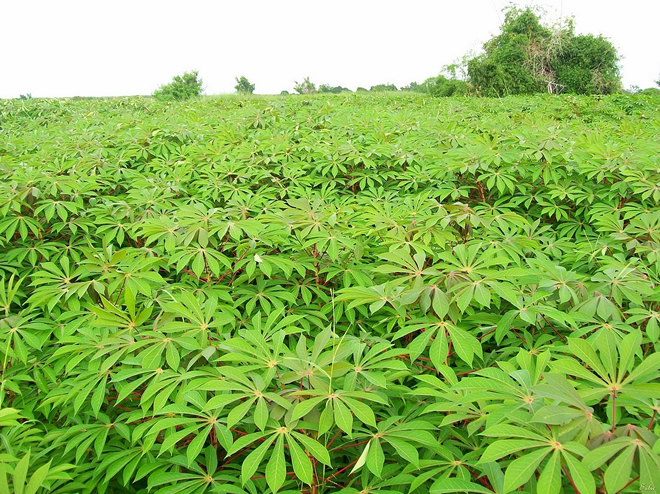 Song Hinh : Growing high-yielding cassava for high income