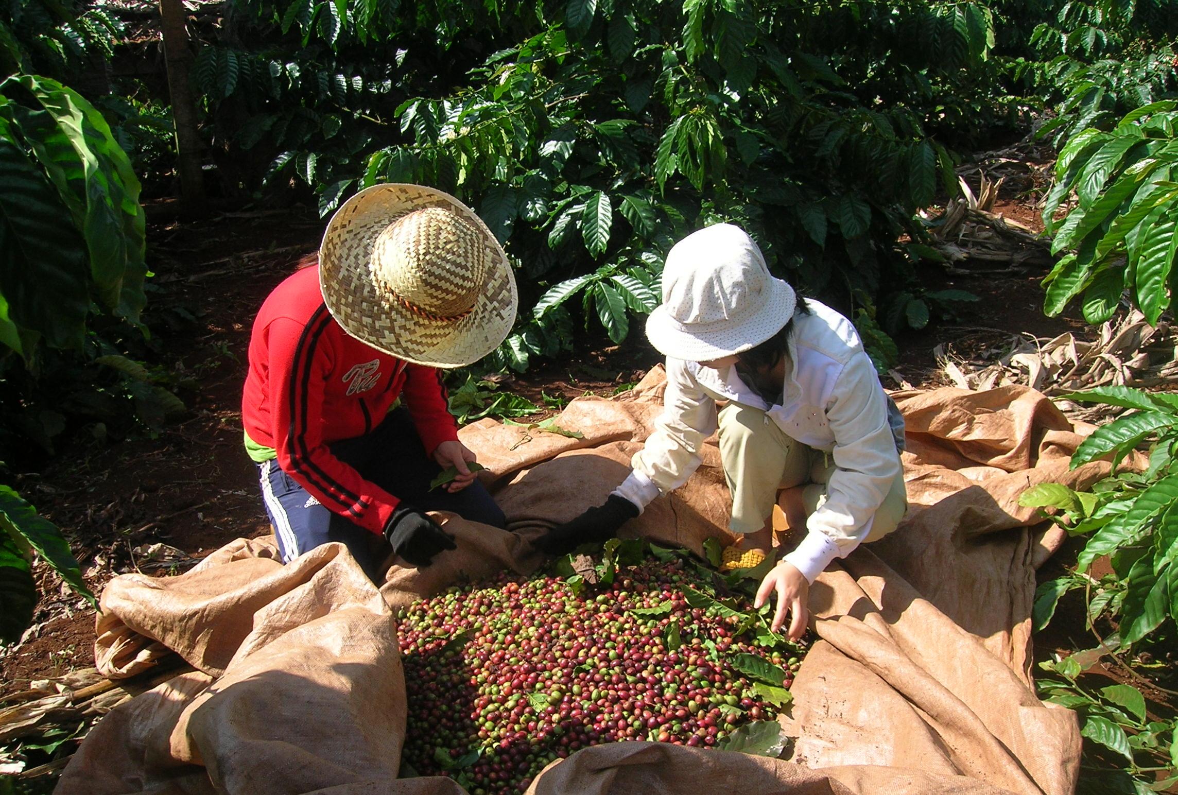 Agricultural exports in 9 months: Coffee drops deep, sky-rocketing cassava