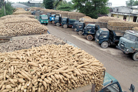 Brighter prospects for cassava
